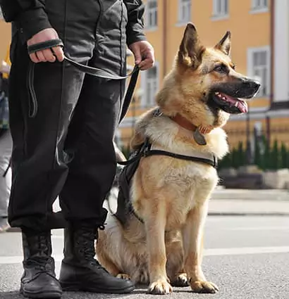 agent de sécurité avec son chien travaillant pour une société de sécurité agadir
